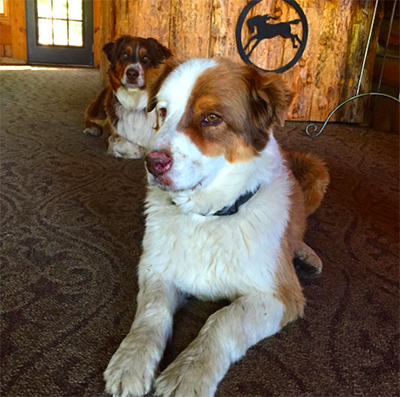 ranch dogs medicine bow lodge wyoming